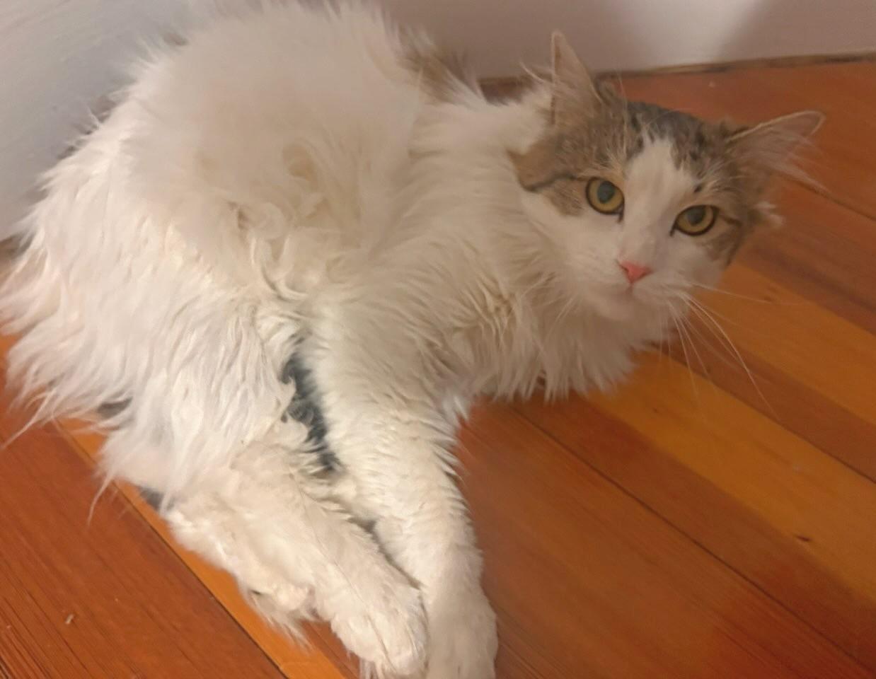 Dior, Adoptable, Young Female Maine Coon & Domestic Medium Hair.