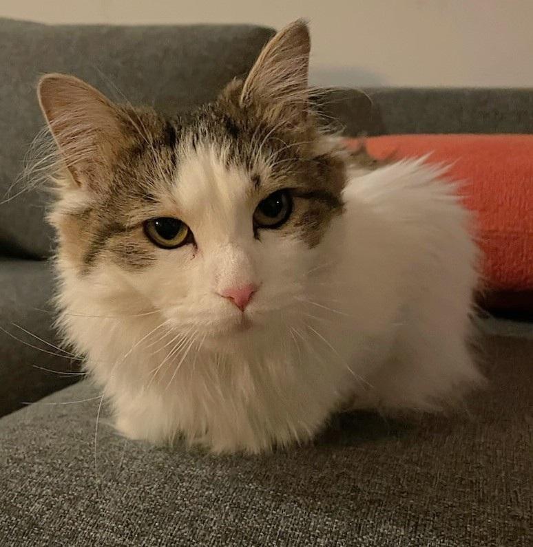 Enlarge Dior, a Adoptable mixed breed in Melrose, MA image 2/3