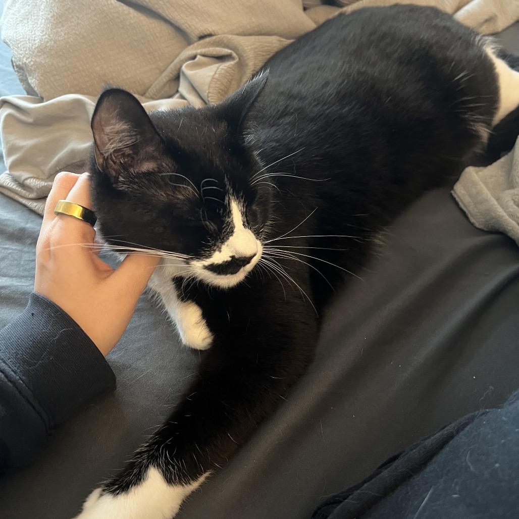 Cookie, Adoptable, Young Female Domestic Short Hair.