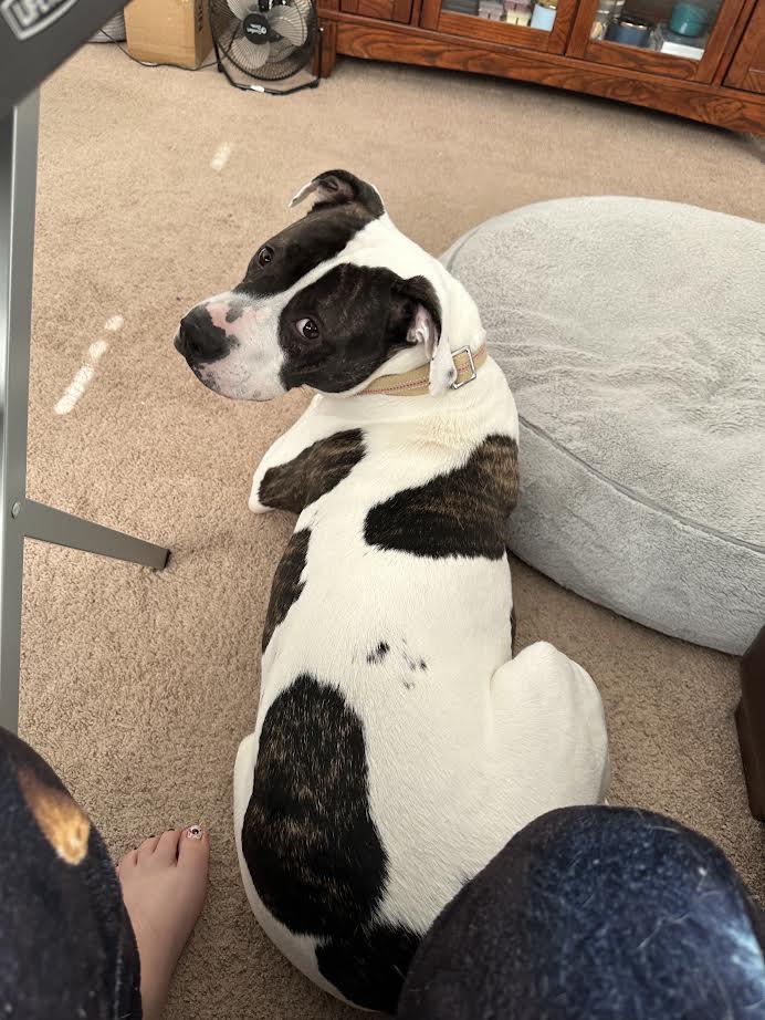 Enlarge Henry, a ADOPTABLE American Staffordshire Terrier in Manhattan, KS image 1/5