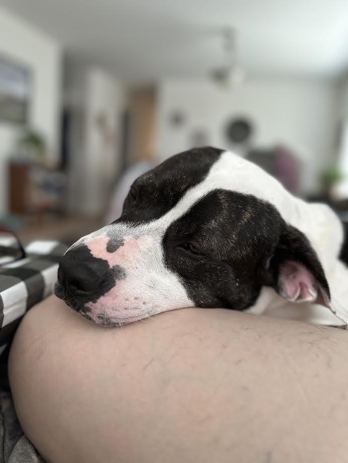 Enlarge Henry, a ADOPTABLE American Staffordshire Terrier in Manhattan, KS image 2/5