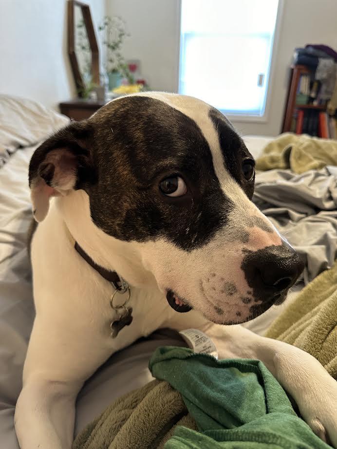 Enlarge Henry, a ADOPTABLE American Staffordshire Terrier in Manhattan, KS image 3/5