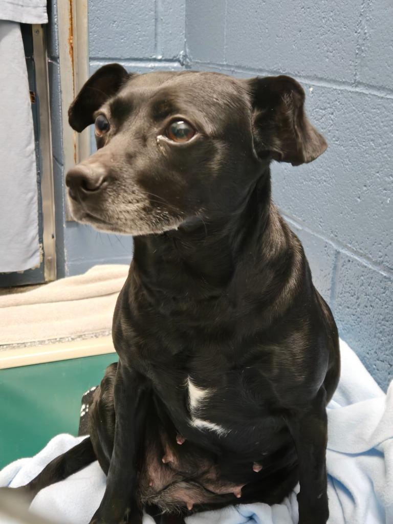 Marge, Adoptable, Adult Female Terrier.