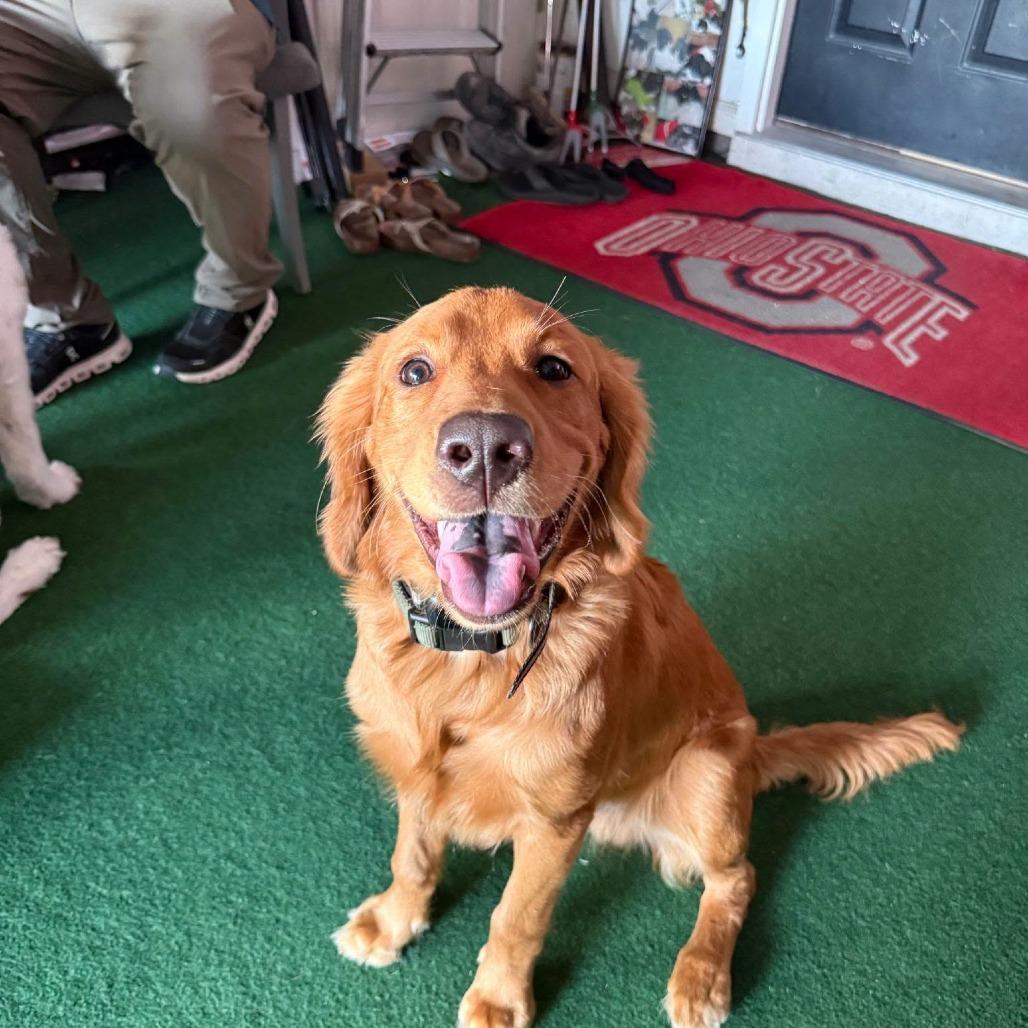 Finn, Adoptable, Young Male Golden Retriever.