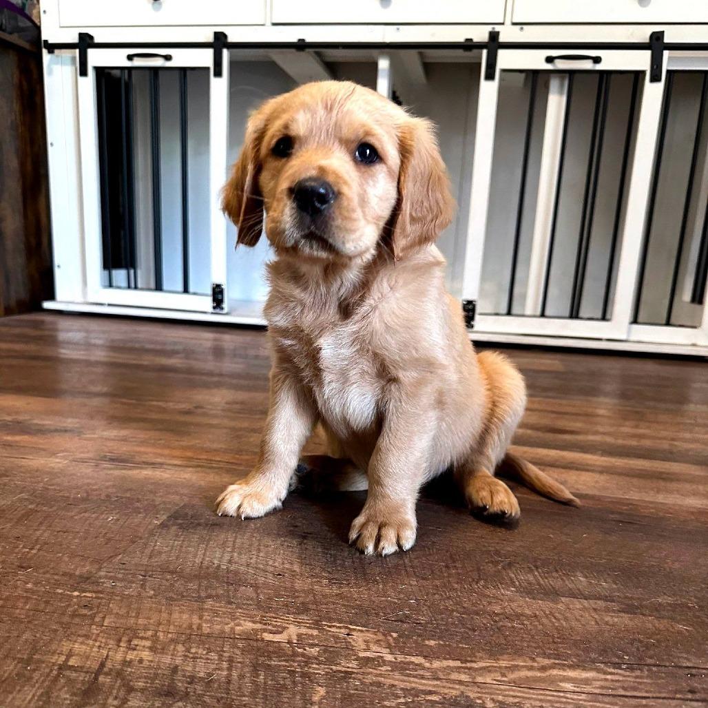 Finn, a Adoptable Golden Retriever in Myrtle Beach, SC image 2/3