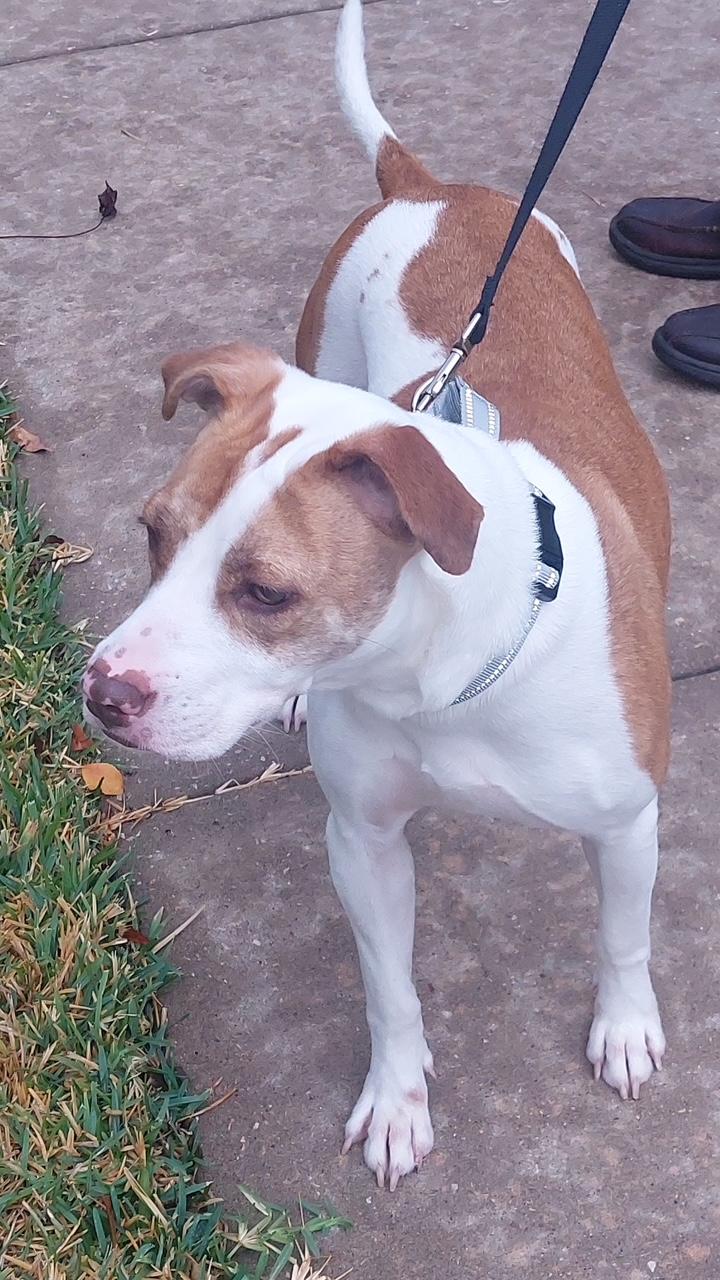 Enlarge Bridget, an adopted mixed breed in Pittsburgh , PA image 1/4