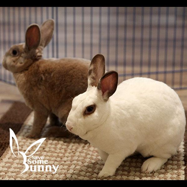 Enlarge Espi (and Penn), a Adoptable mixed breed in Santa Ana, CA image 2/6