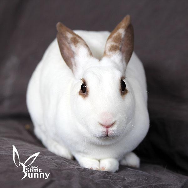 Espi (and Penn), a Adoptable mixed breed in Santa Ana, CA image 4/6