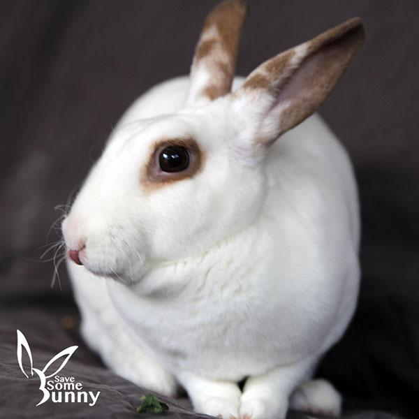 Espi (and Penn), a Adoptable mixed breed in Santa Ana, CA image 6/6