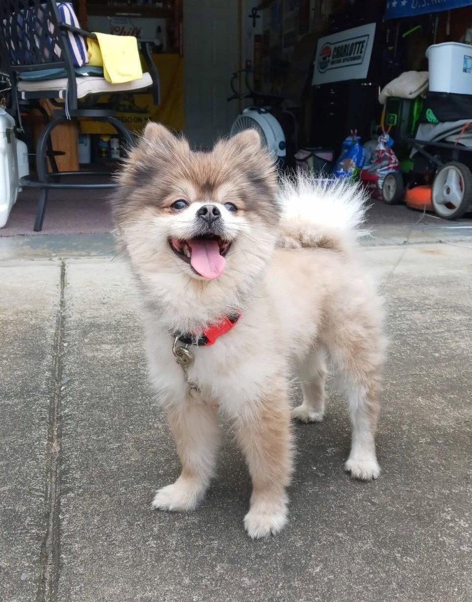 Enlarge Stewart, a Adoptable Pomeranian in Arlington, VA image 1/3