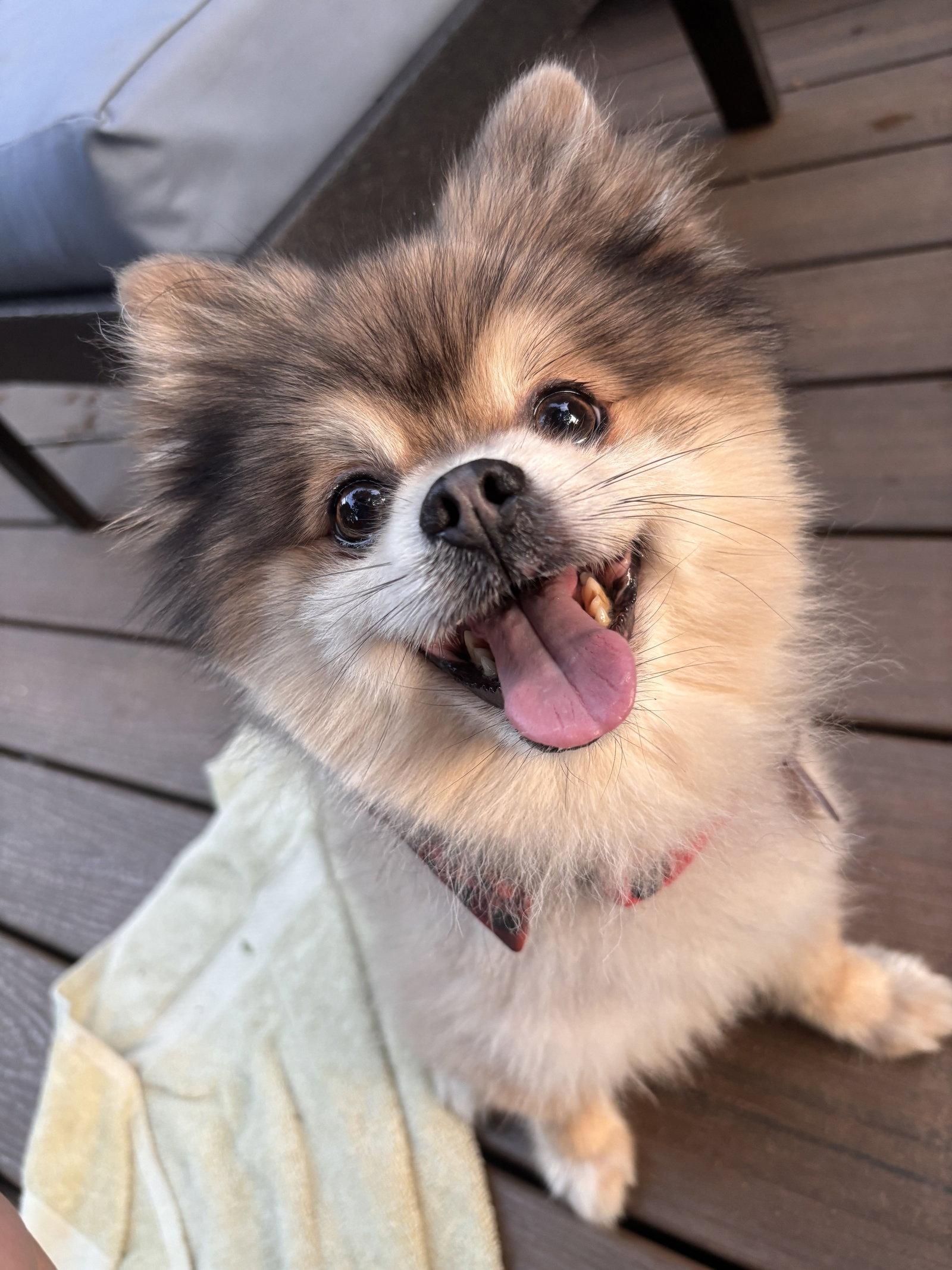 Enlarge Stewart, a Adoptable Pomeranian in Arlington, VA image 2/3