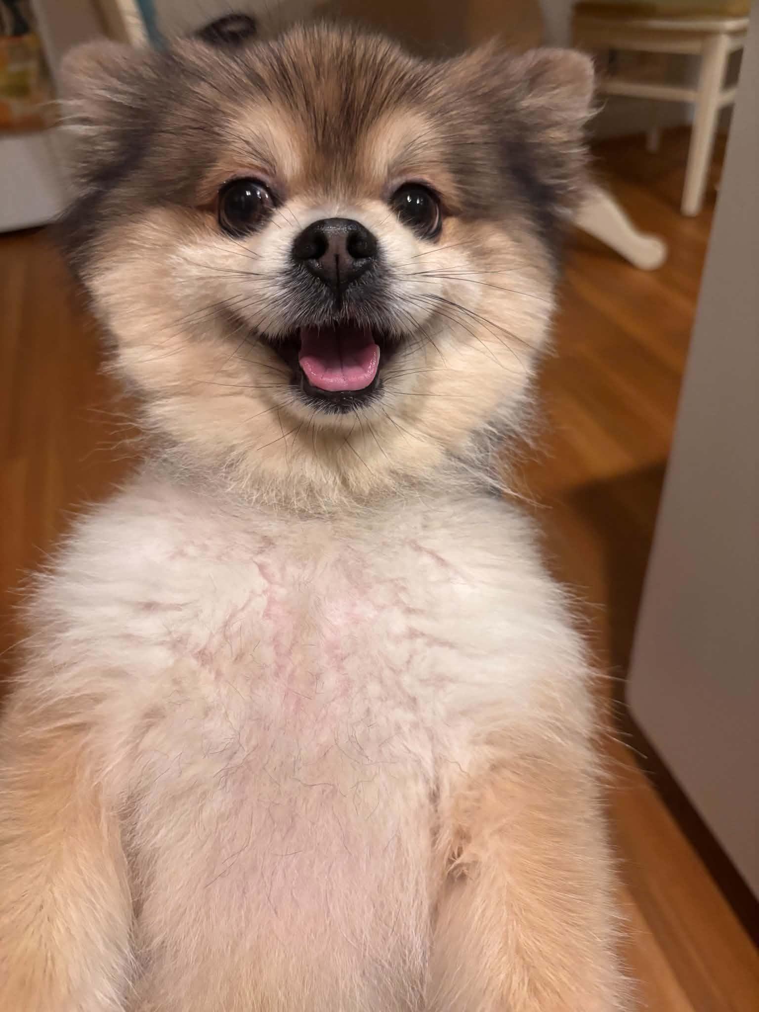 Enlarge Stewart, a Adoptable Pomeranian in Arlington, VA image 3/3