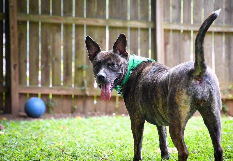 Enlarge Paisley, a Adoptable mixed breed in Marietta, GA image 2/6