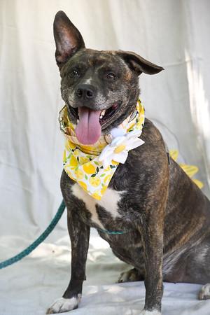 Enlarge Paisley, a Adoptable mixed breed in Marietta, GA image 4/6