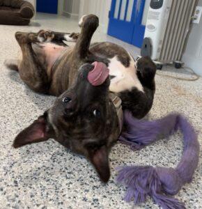 Enlarge Paisley, a Adoptable mixed breed in Marietta, GA image 5/6