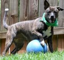 Enlarge Paisley, a Adoptable mixed breed in Marietta, GA image 1/6