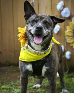 Enlarge Paisley, a Adoptable mixed breed in Marietta, GA image 3/6