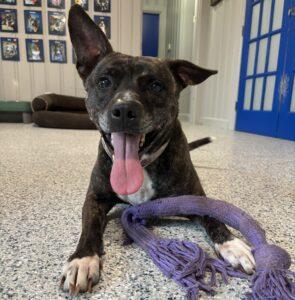 Enlarge Paisley, a Adoptable mixed breed in Marietta, GA image 6/6