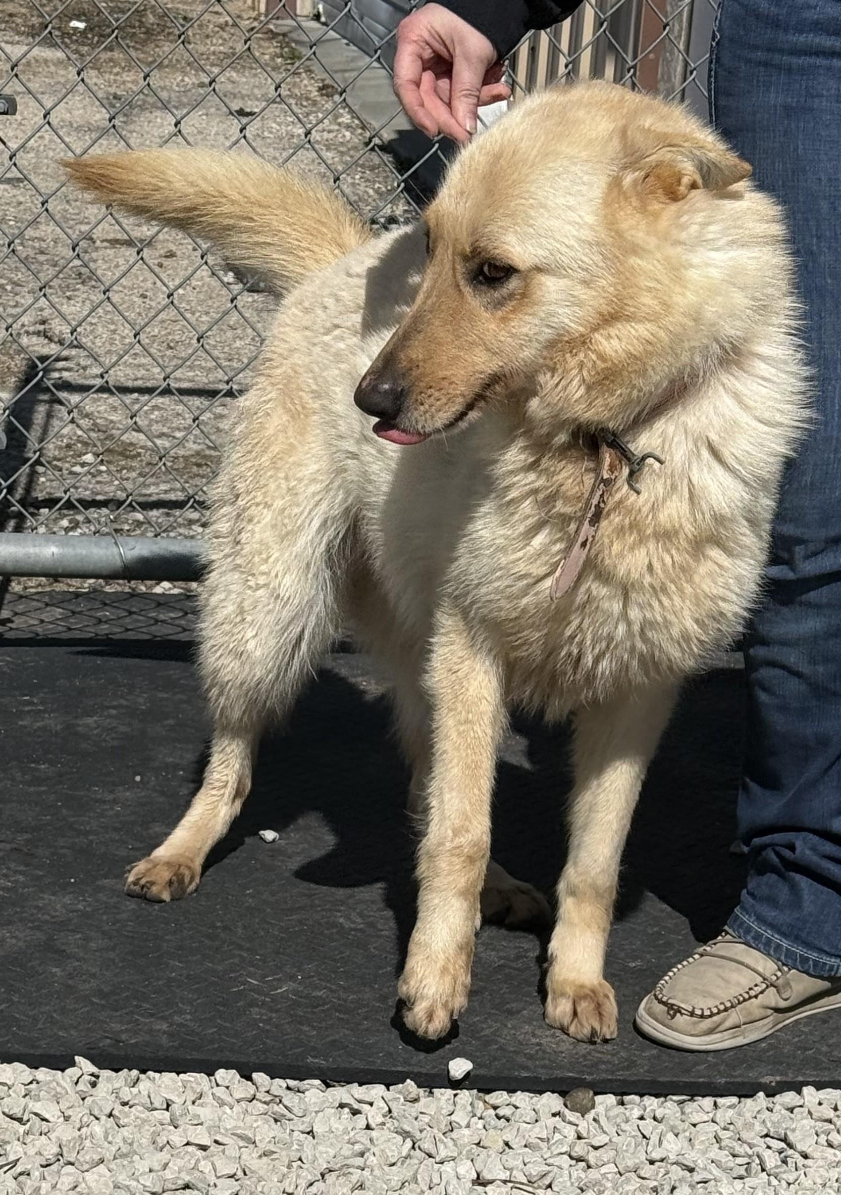 Enlarge Nymeria , an adopted mixed breed in Mayetta, KS image 4/5