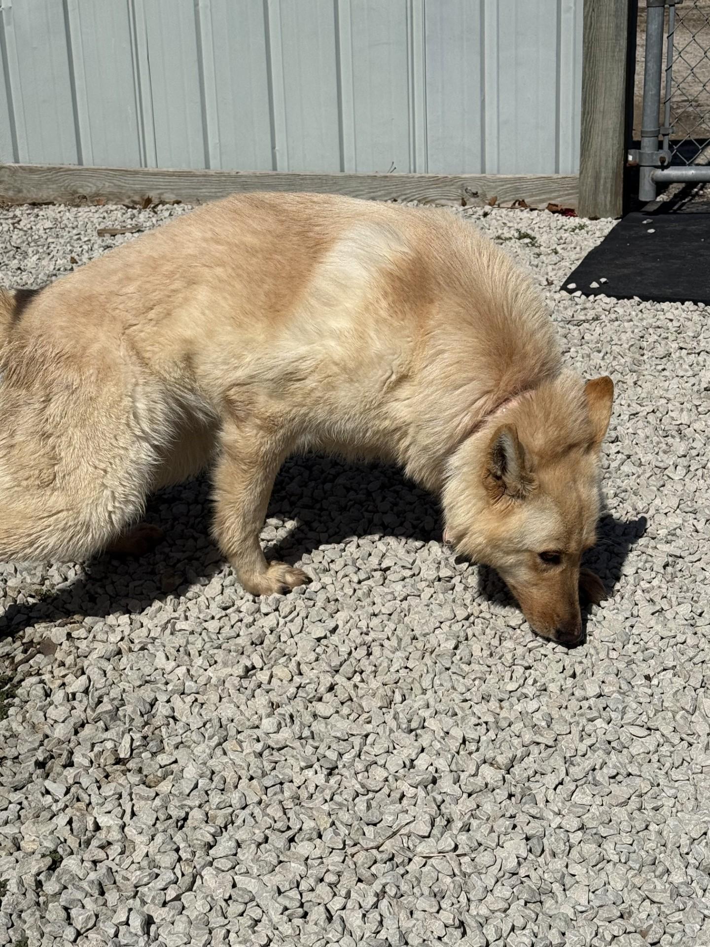 Enlarge Nymeria , an adopted mixed breed in Mayetta, KS image 5/5