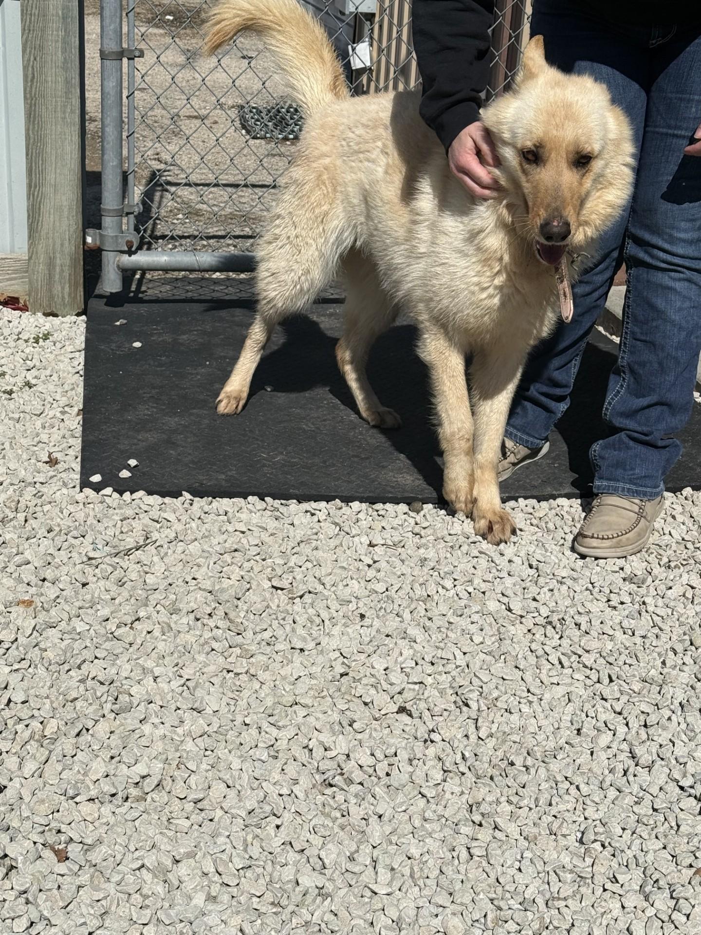Enlarge Nymeria , an adopted mixed breed in Mayetta, KS image 2/5