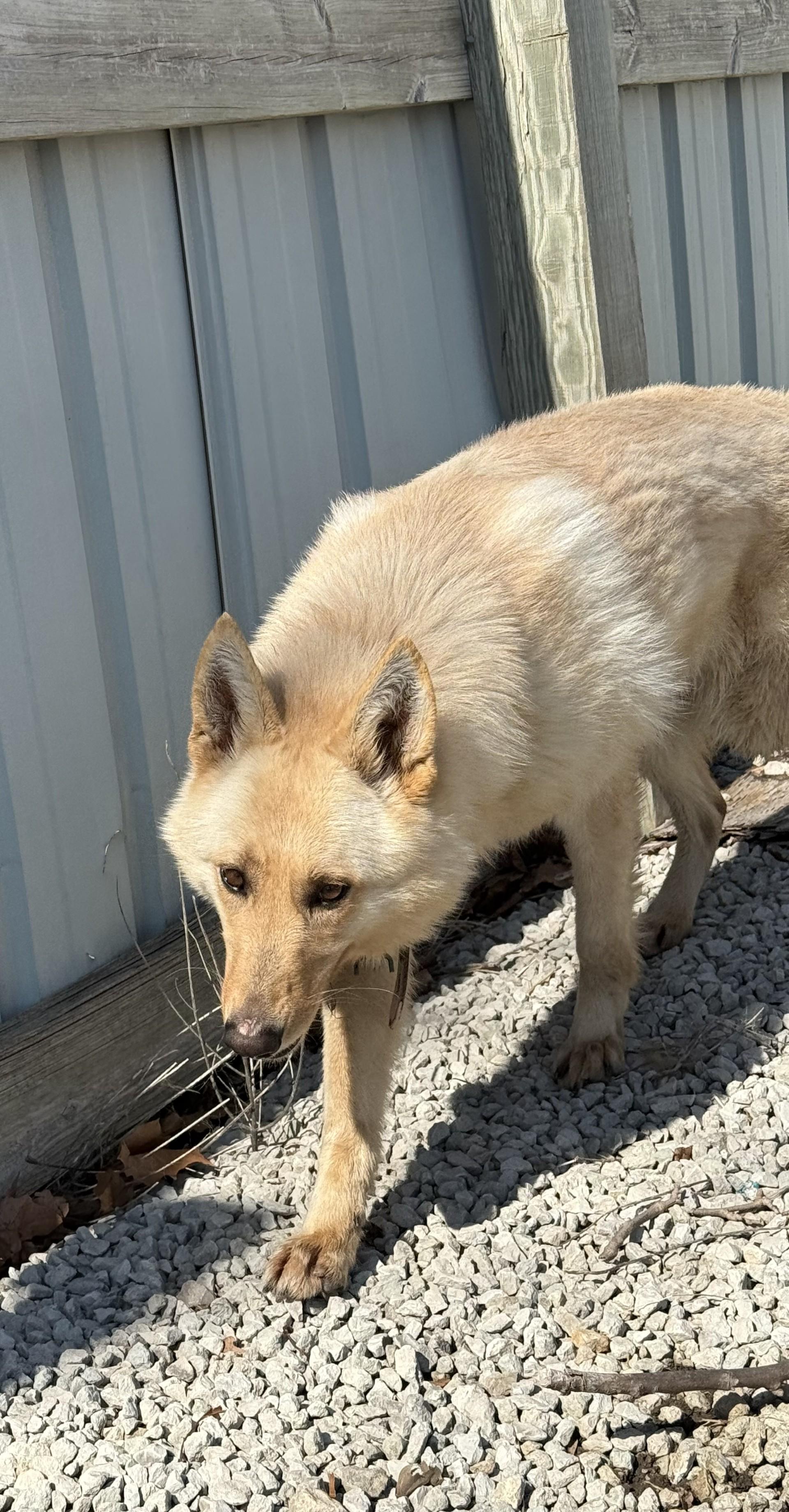 Enlarge Nymeria , an adopted mixed breed in Mayetta, KS image 1/5