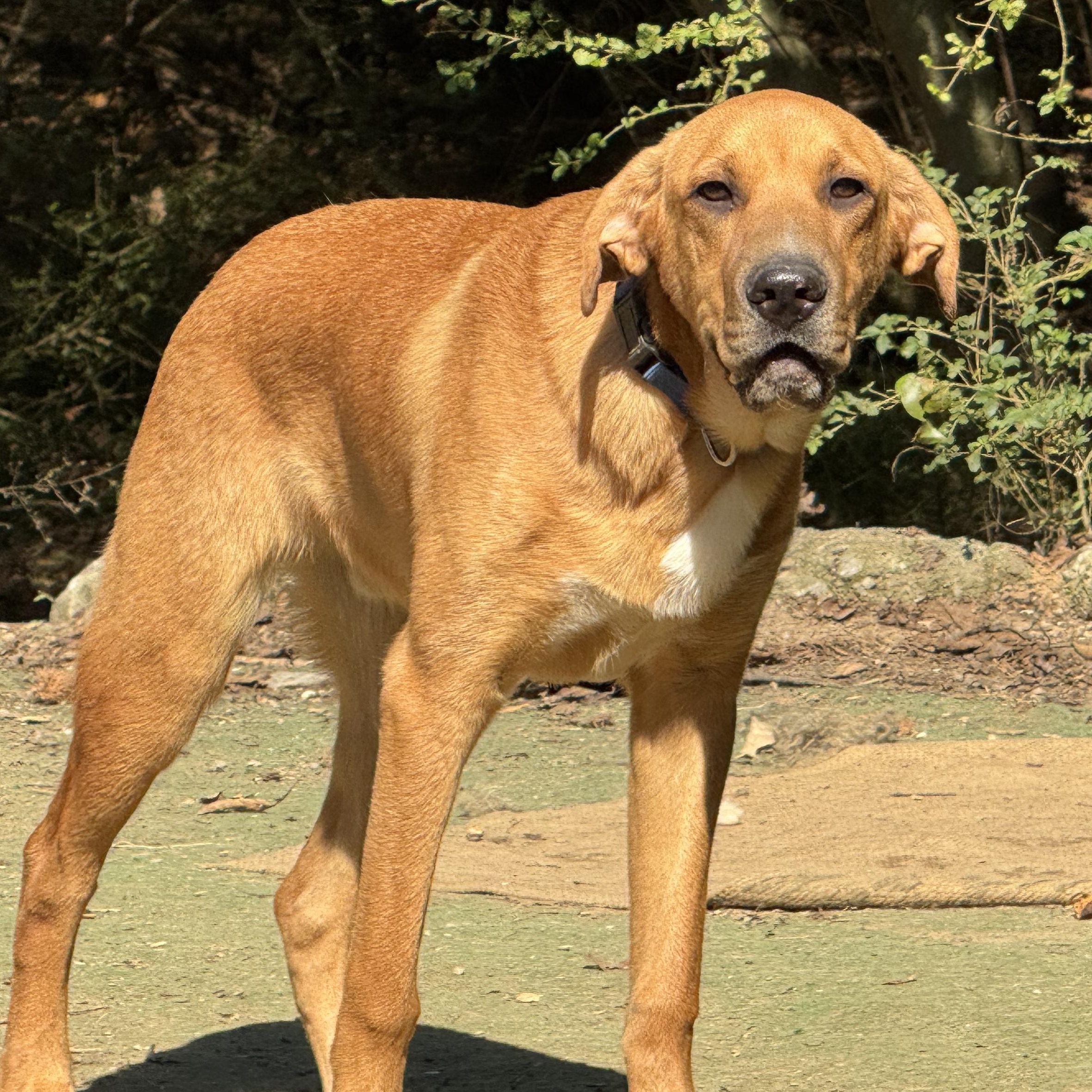 Enlarge Pooch, a Adoptable mixed breed in Ragland, AL image 6/6