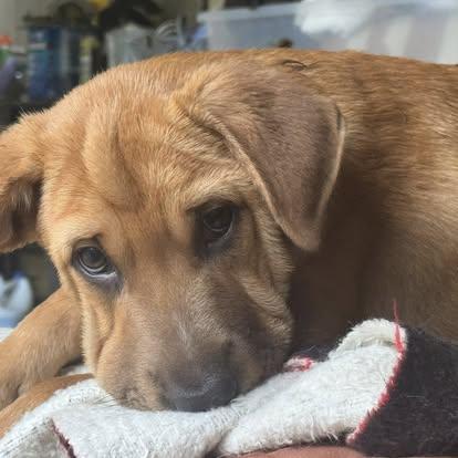Enlarge Pooch, a Adoptable mixed breed in Ragland, AL image 2/6