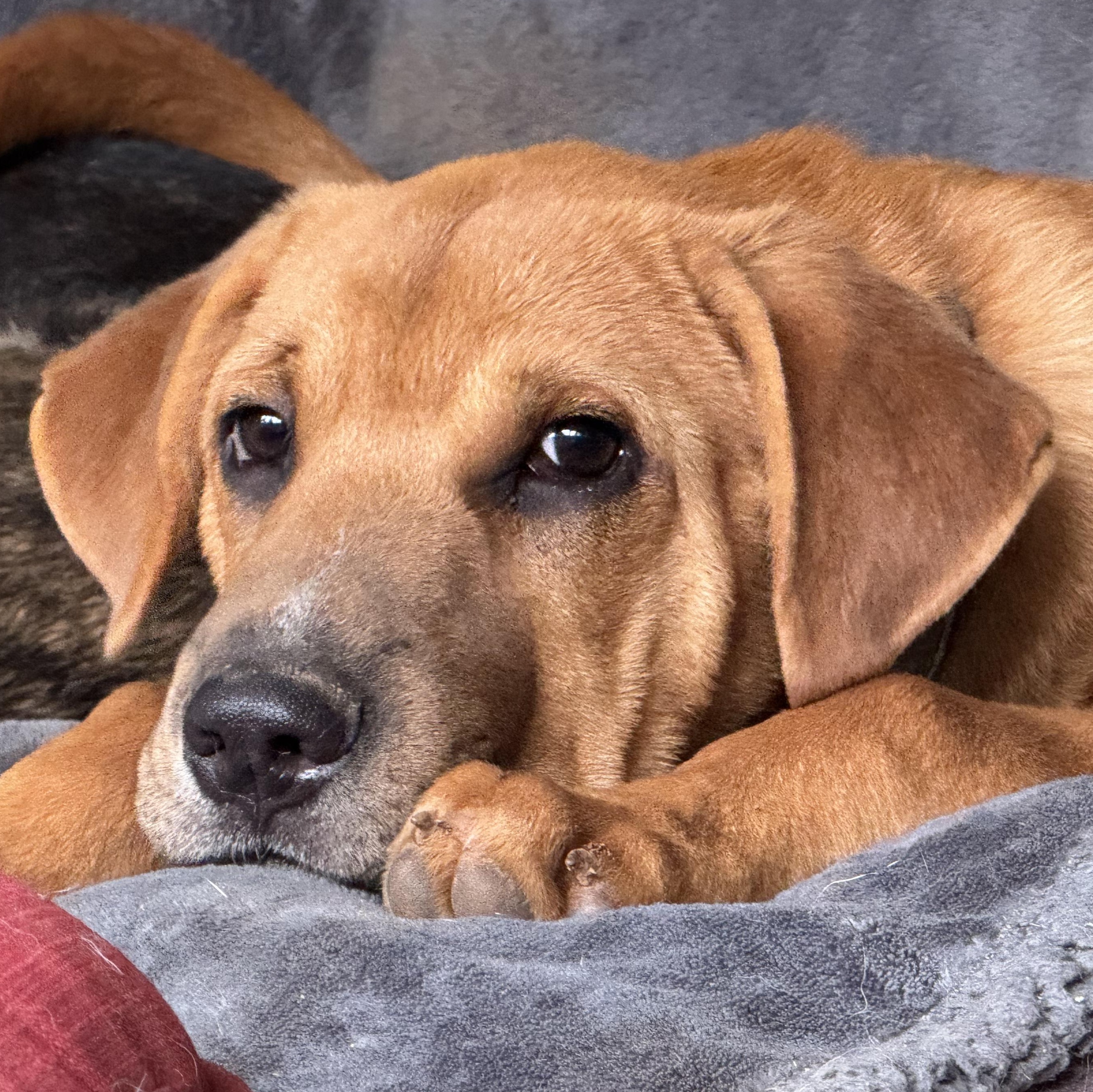 Enlarge Pooch, a Adoptable mixed breed in Ragland, AL image 3/6