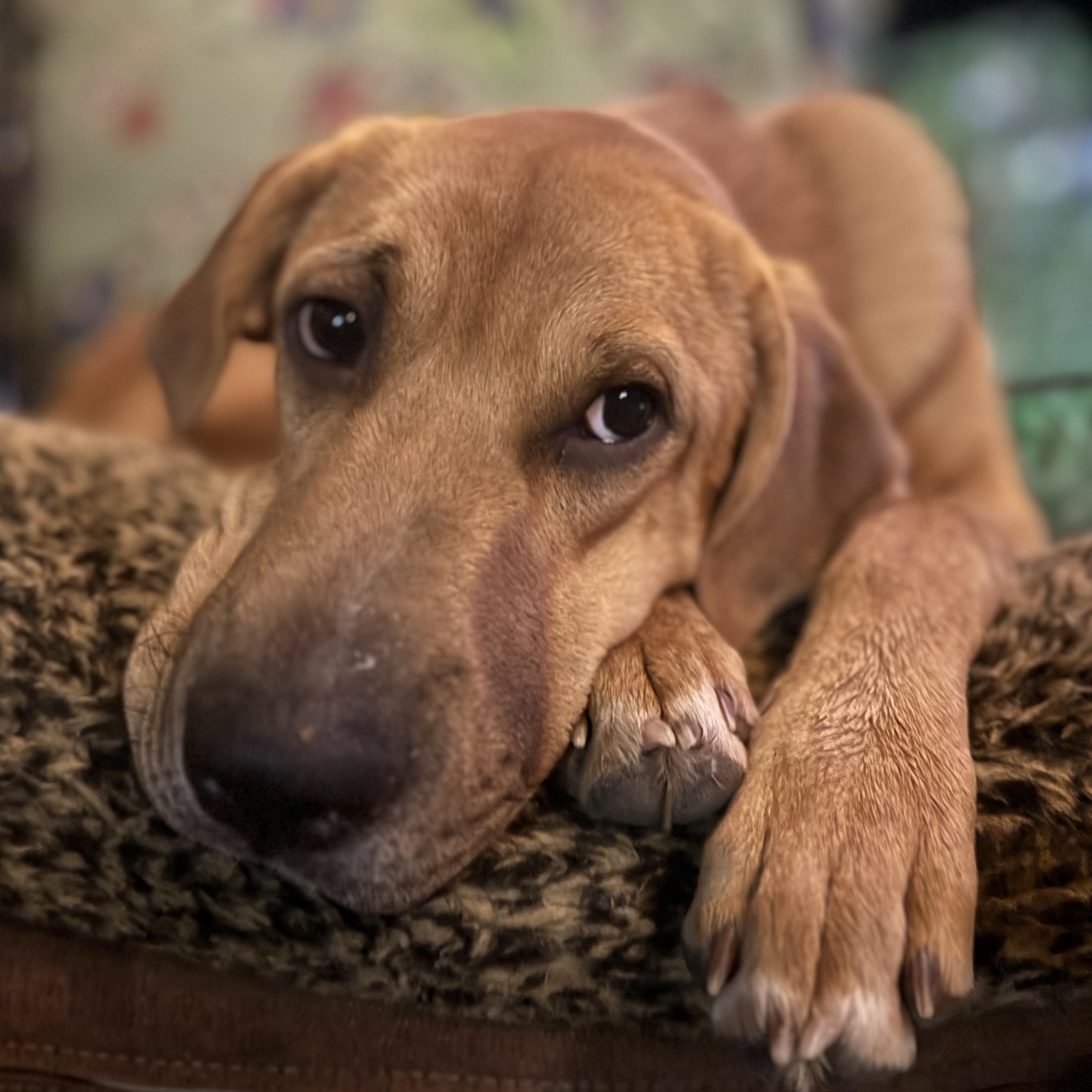 Enlarge Pooch, a Adoptable mixed breed in Ragland, AL image 5/6