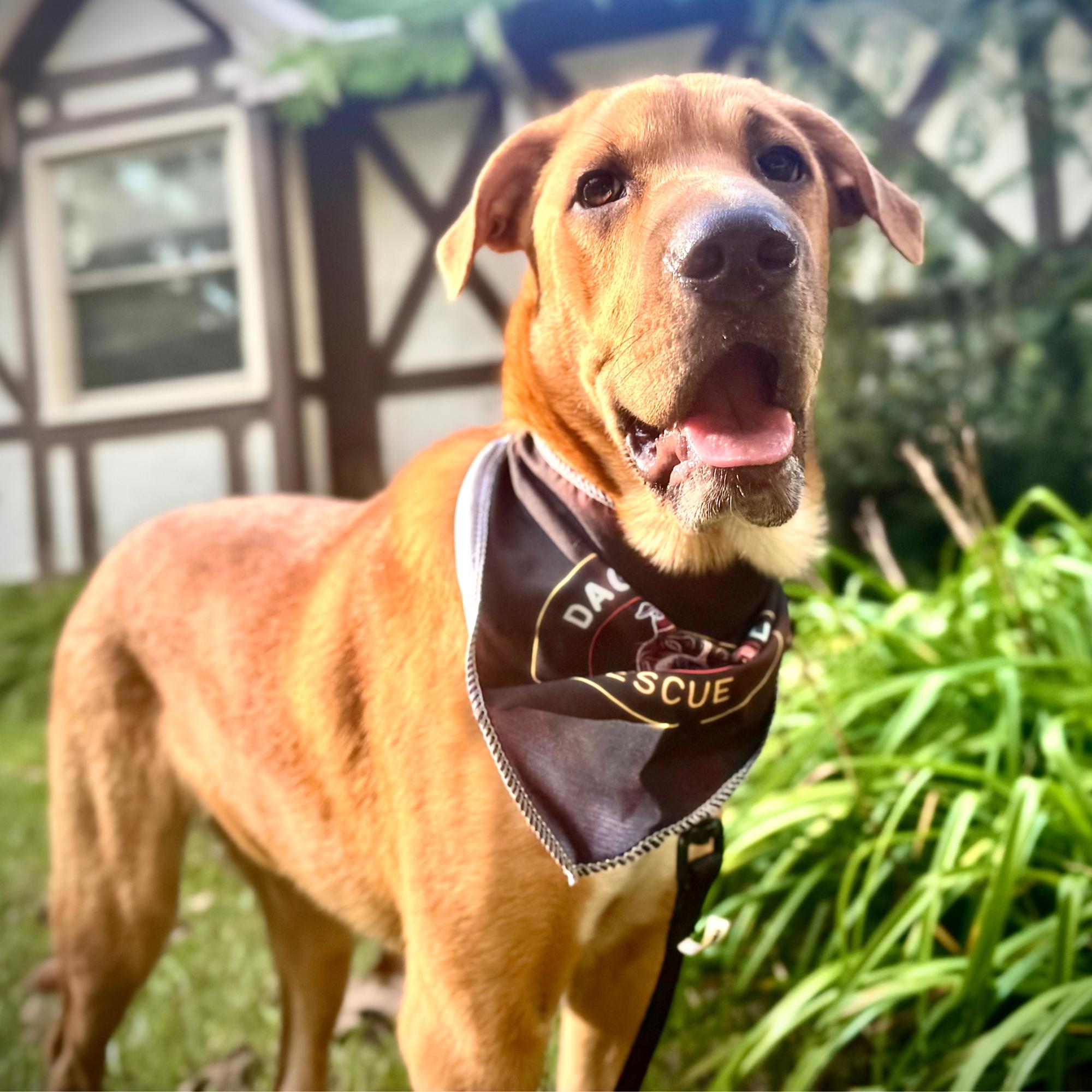 Pooch, Adoptable, Young Male German Shepherd Dog & Shar-Pei.