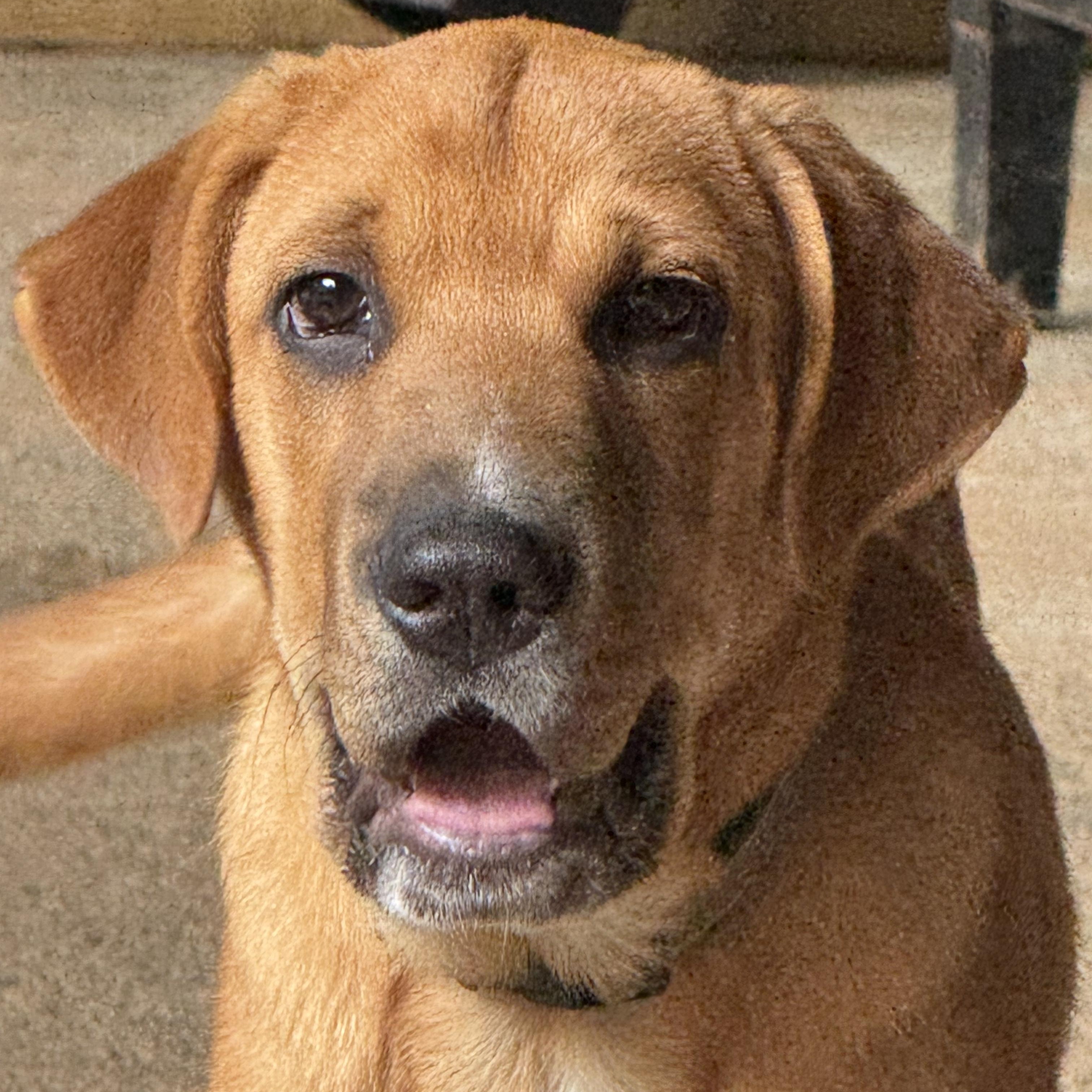 Enlarge Pooch, a Adoptable mixed breed in Ragland, AL image 4/6