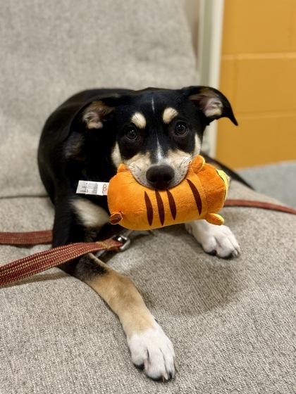 Enlarge Shane, an adopted mixed breed in Downers Grove, IL image 3/3