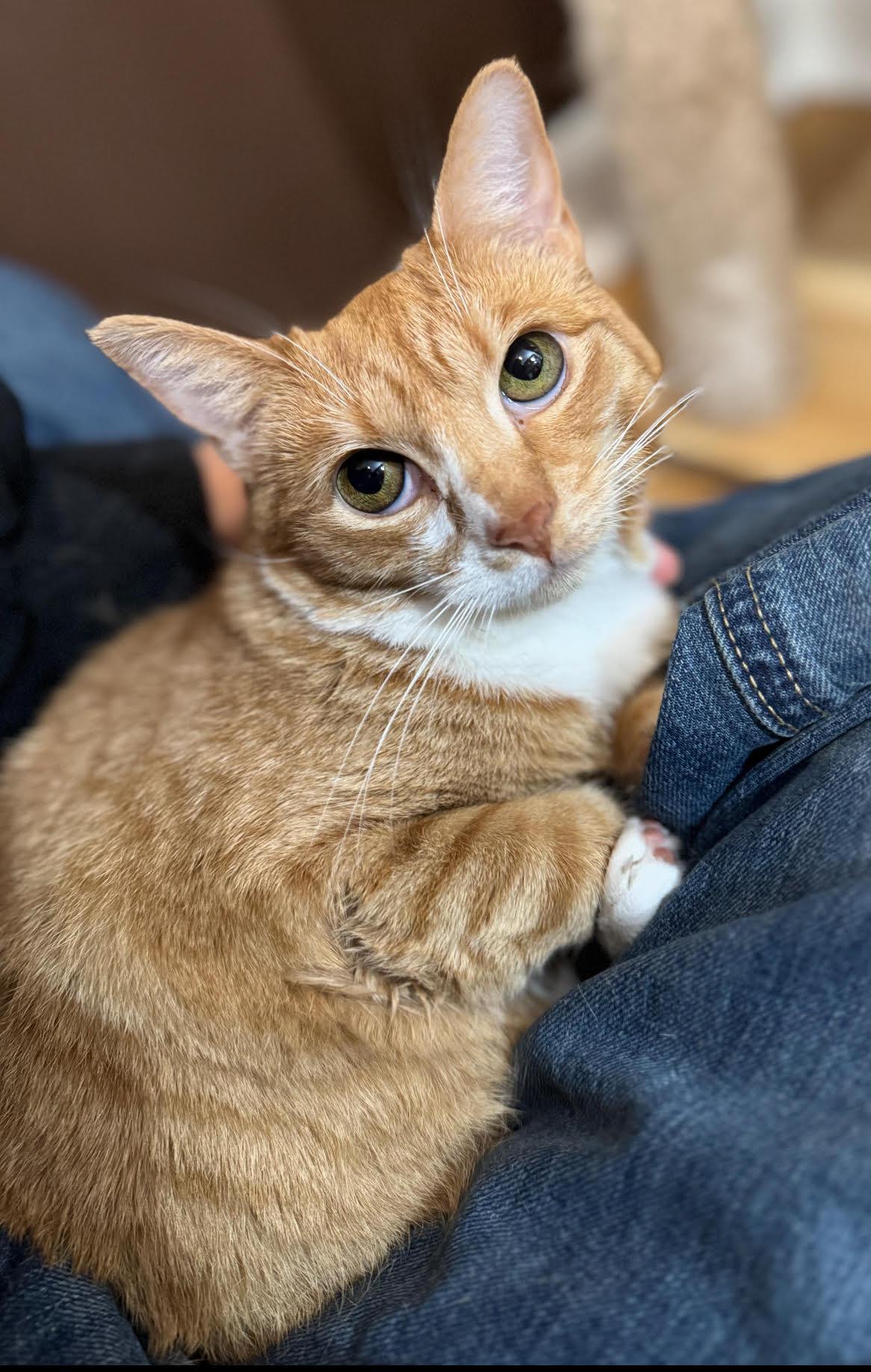 Rosie, ADOPTABLE, Young Female Domestic Short Hair.