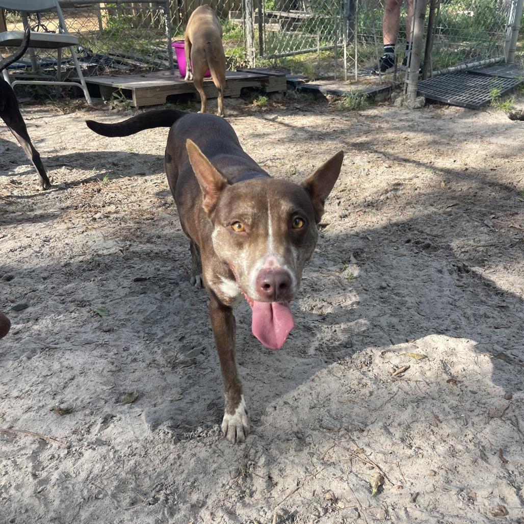 Tatianna, Adoptable, Adult Female Cattle Dog & Mixed Breed.