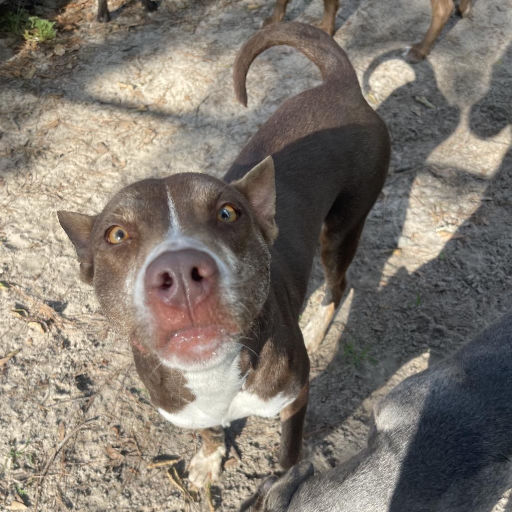 Tatianna, a Adoptable mixed breed in Valdosta , GA image 2/6