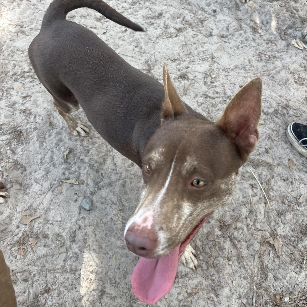 Tatianna, a Adoptable mixed breed in Valdosta , GA image 3/6