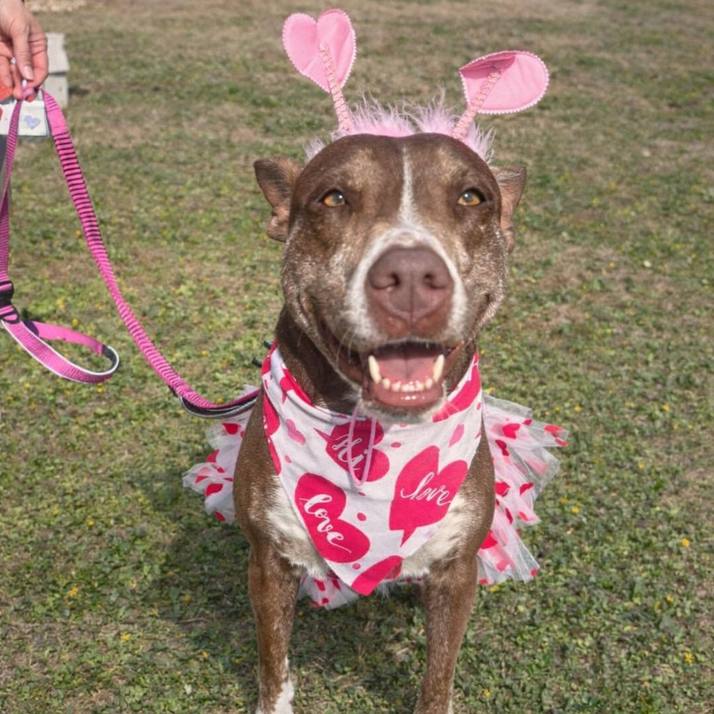 Tatianna, a Adoptable mixed breed in Valdosta , GA image 4/6