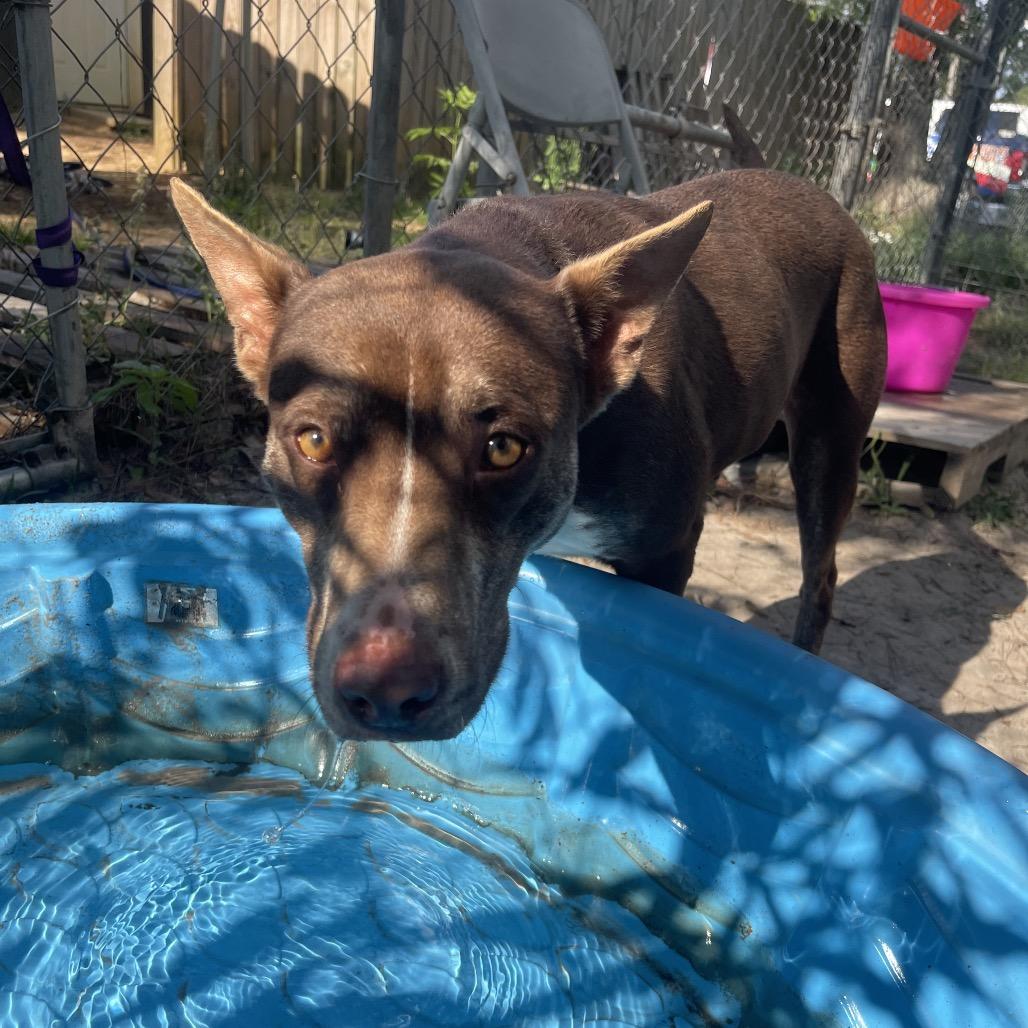 Tatianna, a Adoptable mixed breed in Valdosta , GA image 6/6