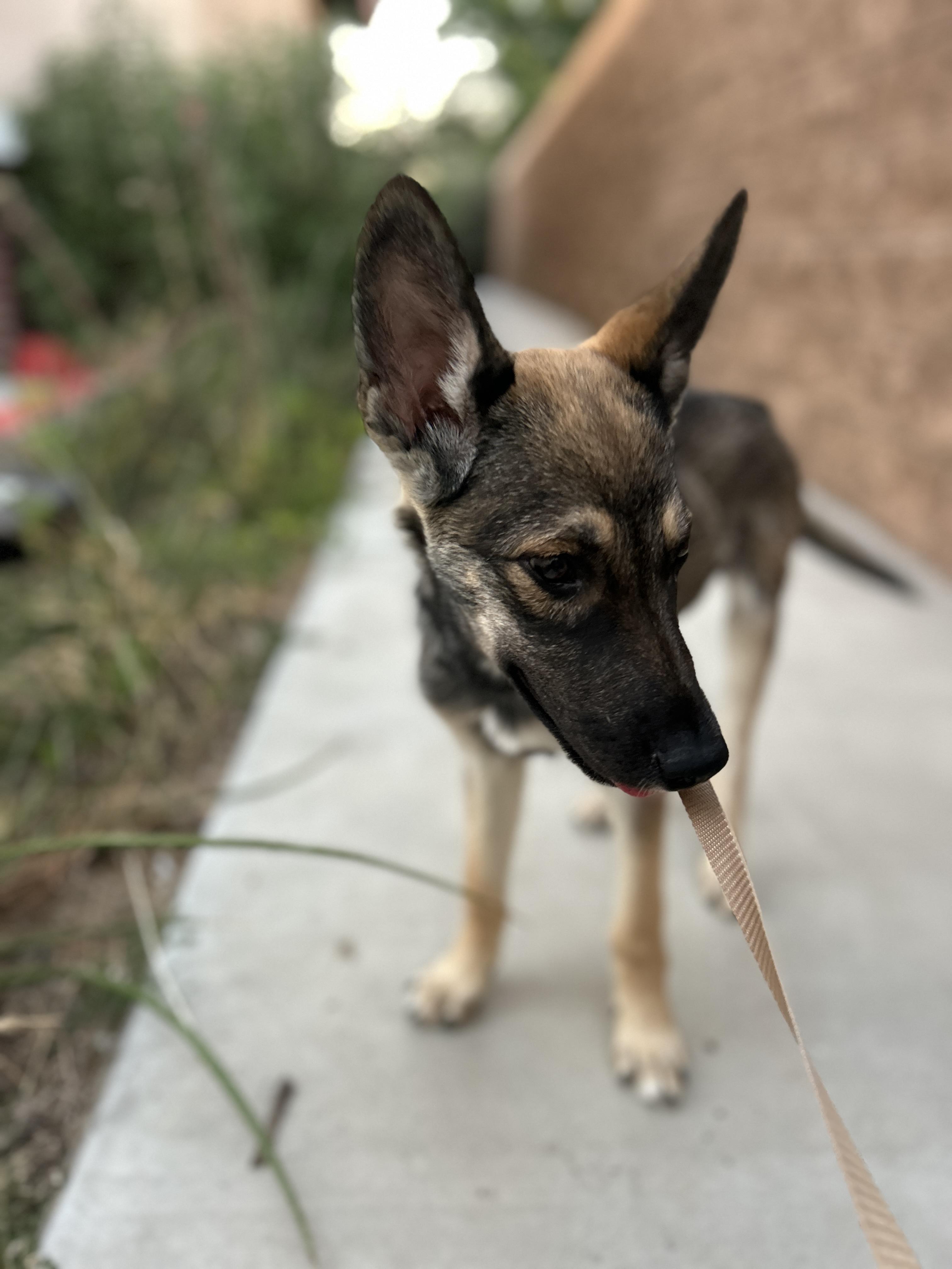 Scarlett German Shepherd Dog Dog