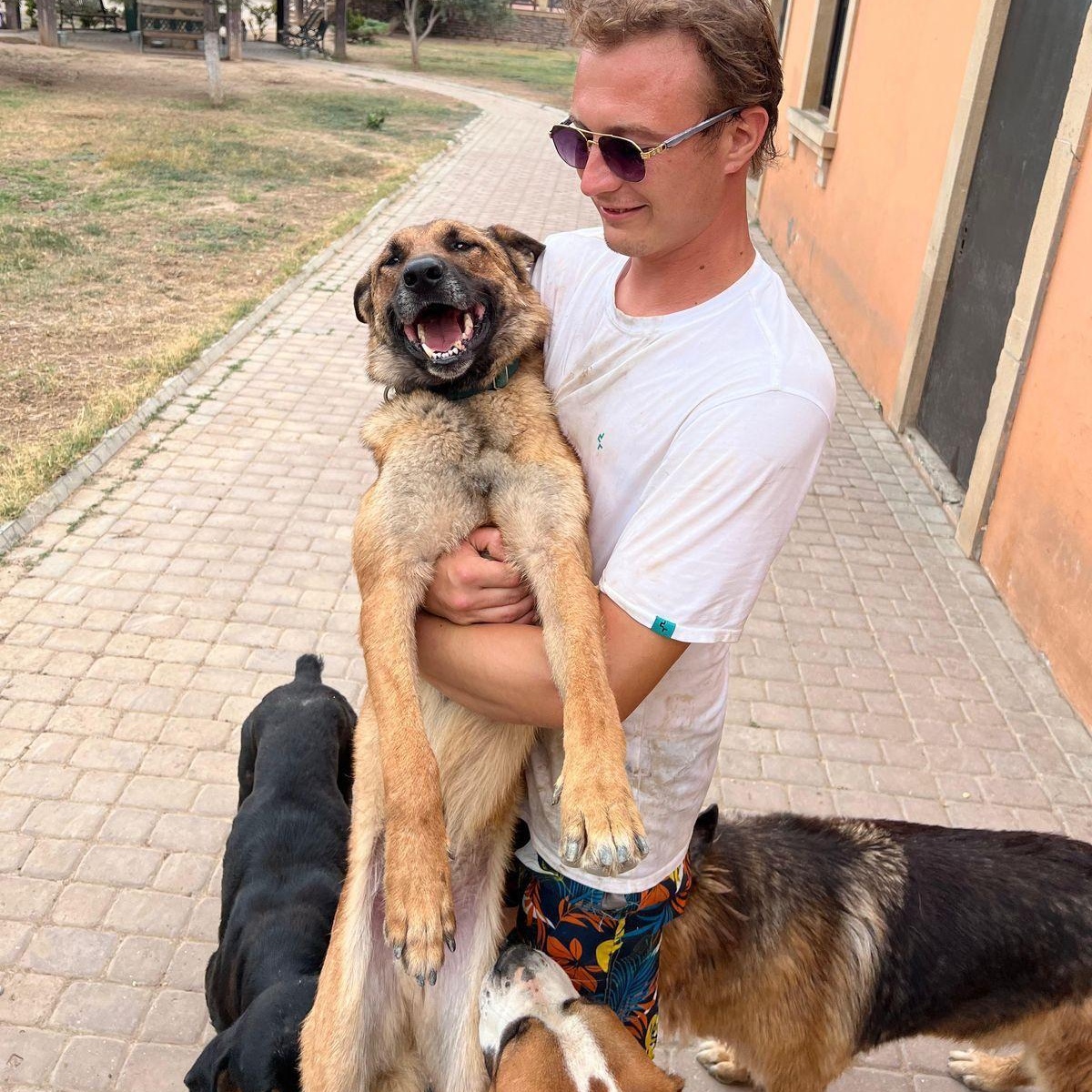 Handsome BRUNO from Azerbaijan!, Adult Male German Shepherd Dog