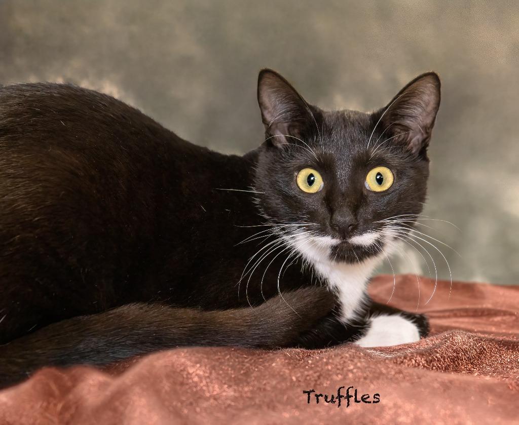 Truffles, Adoptable, Kitten Female Domestic Short Hair.
