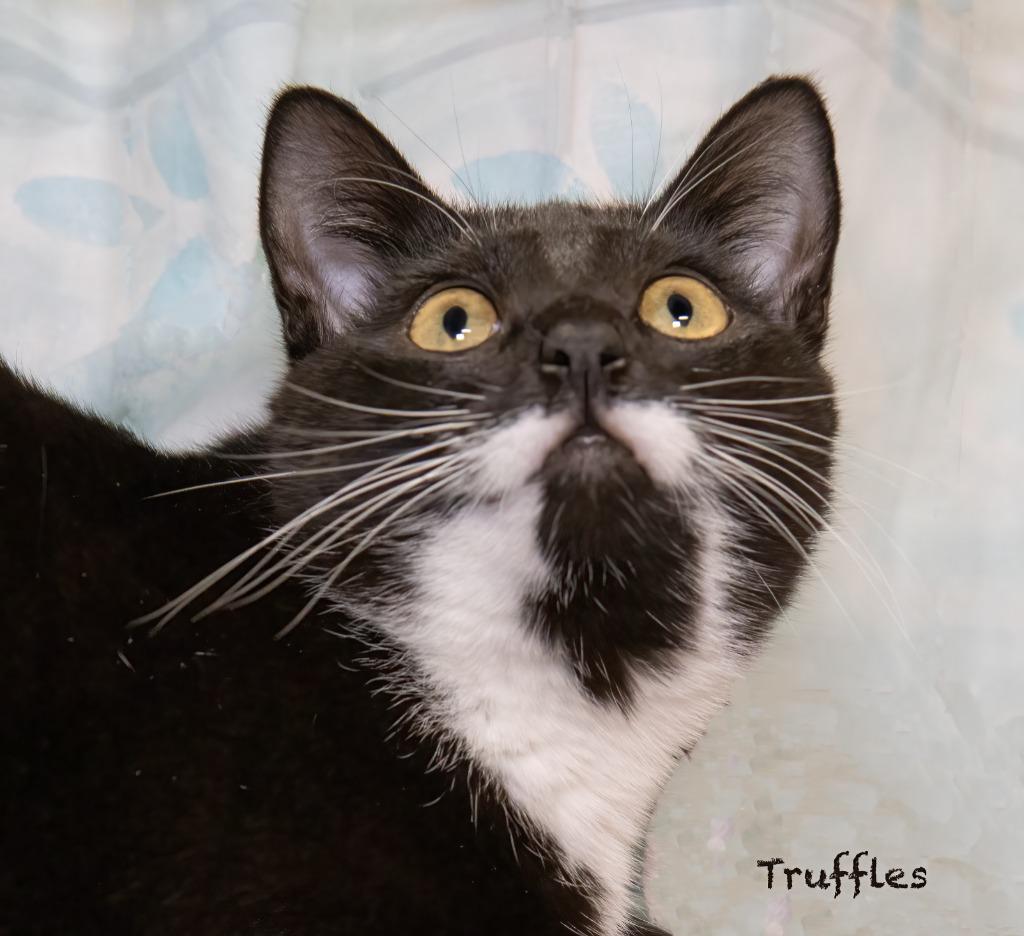 Enlarge Truffles, a Adoptable mixed breed in Hot Springs Village, AR image 2/2