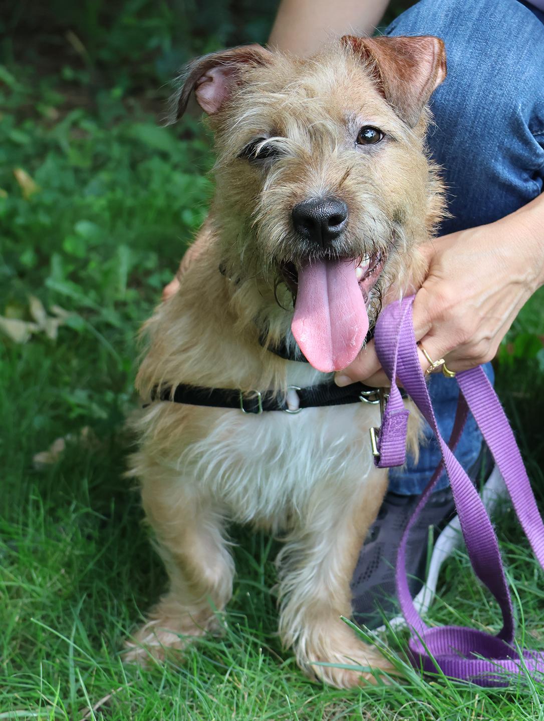 Sugar, an adopted mixed breed in Harrison, NY image 3/6