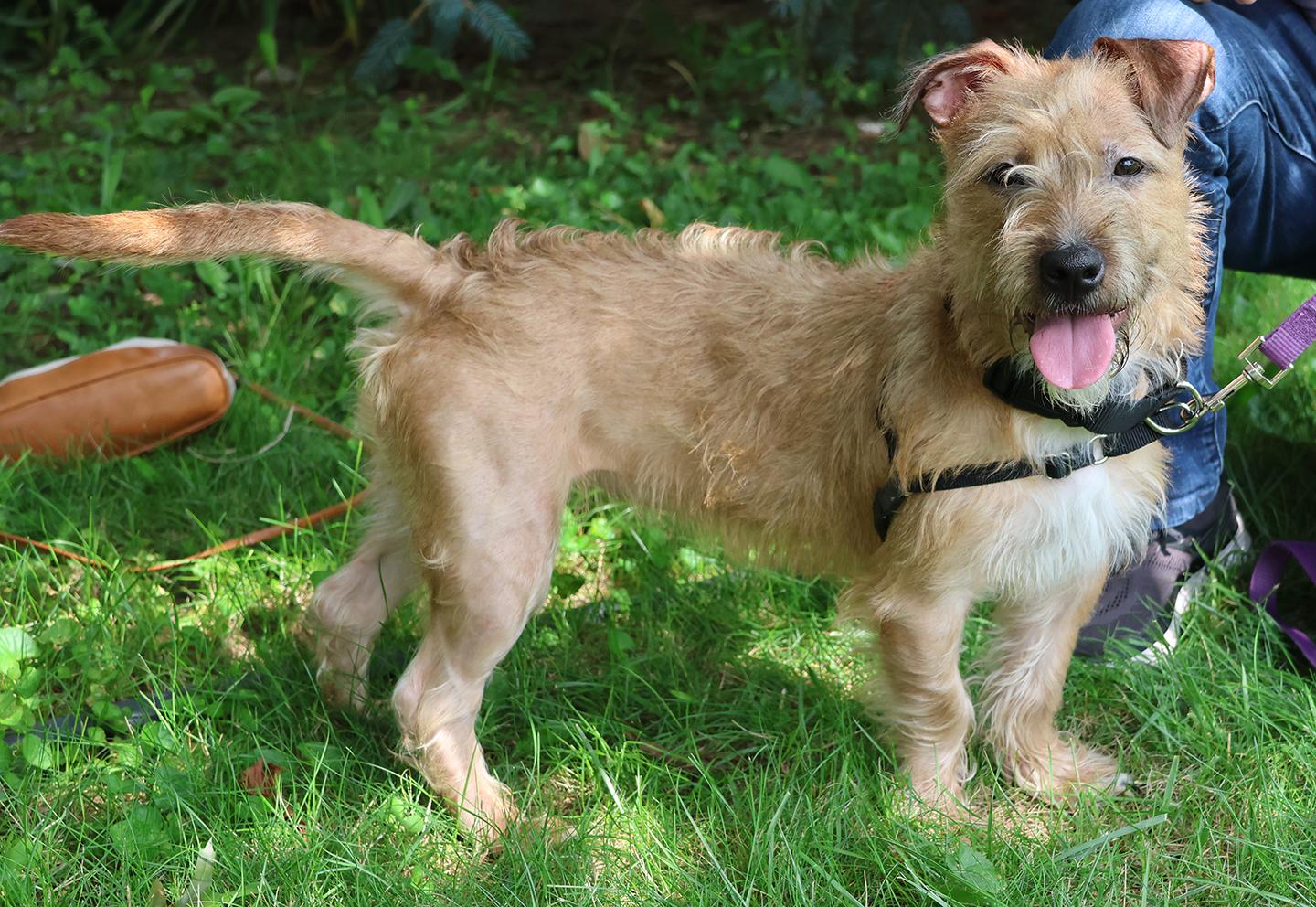 Sugar, adopted, Young Female Terrier.