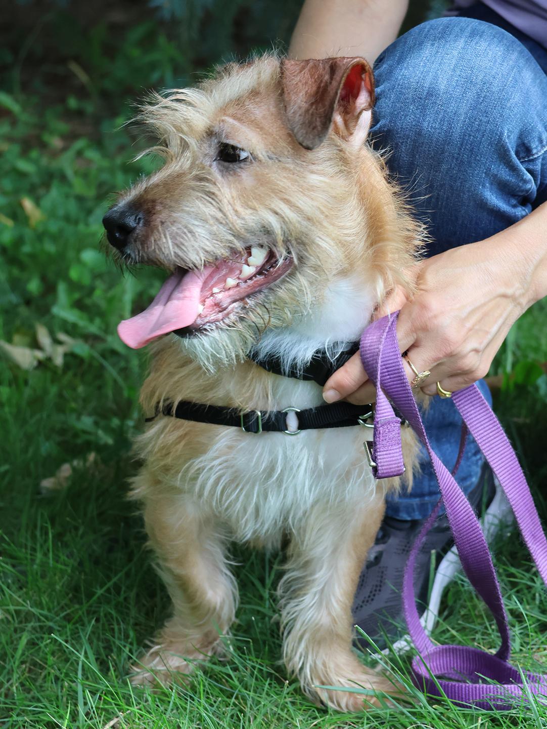 Sugar, an adopted mixed breed in Harrison, NY image 4/6