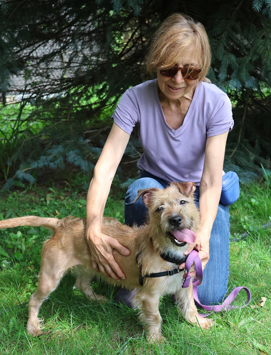 Sugar, an adopted mixed breed in Harrison, NY image 5/6