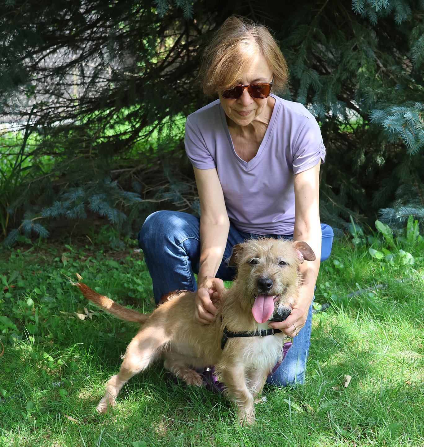 Sugar, an adopted mixed breed in Harrison, NY image 6/6