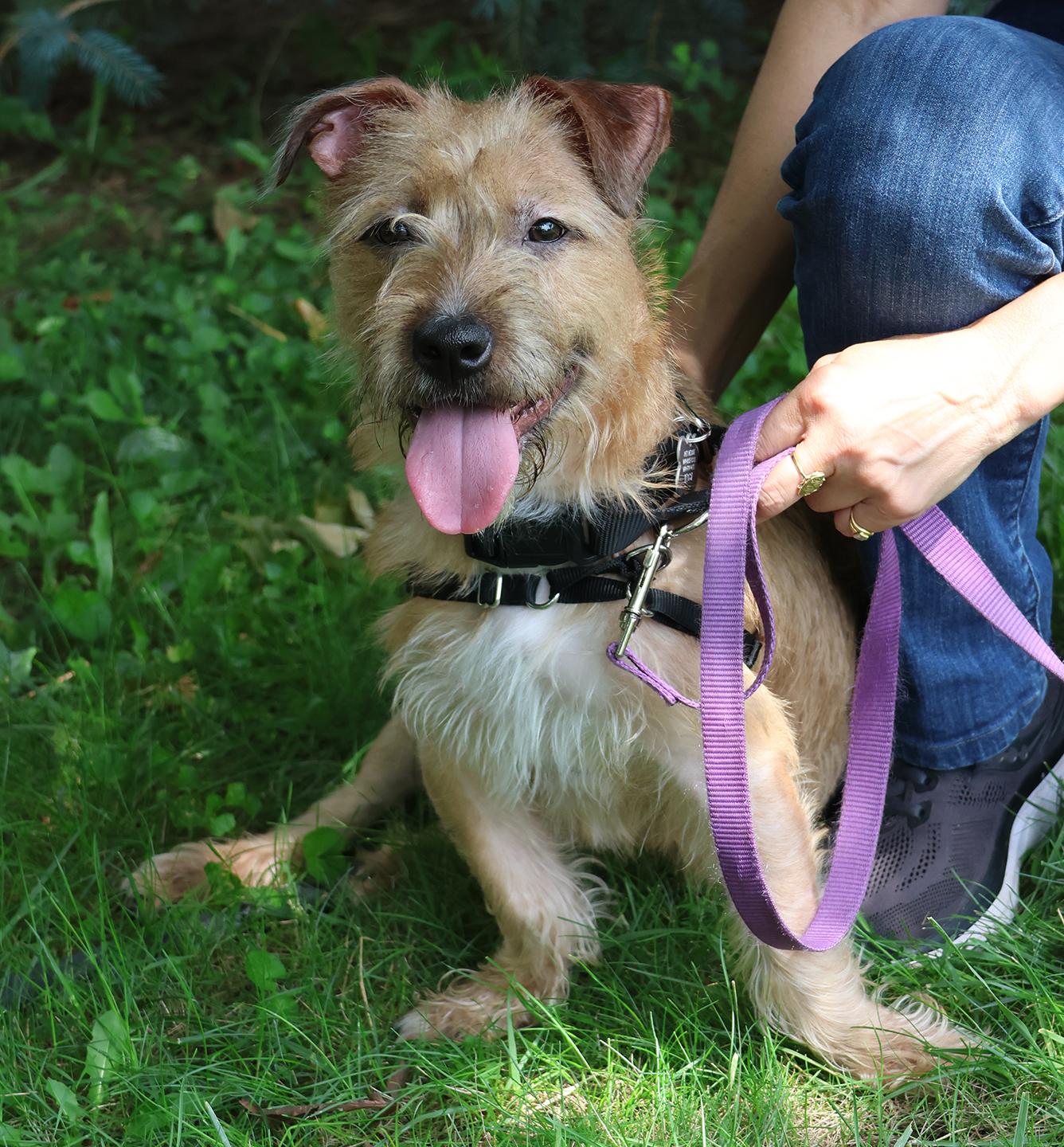 Sugar, an adopted mixed breed in Harrison, NY image 2/6