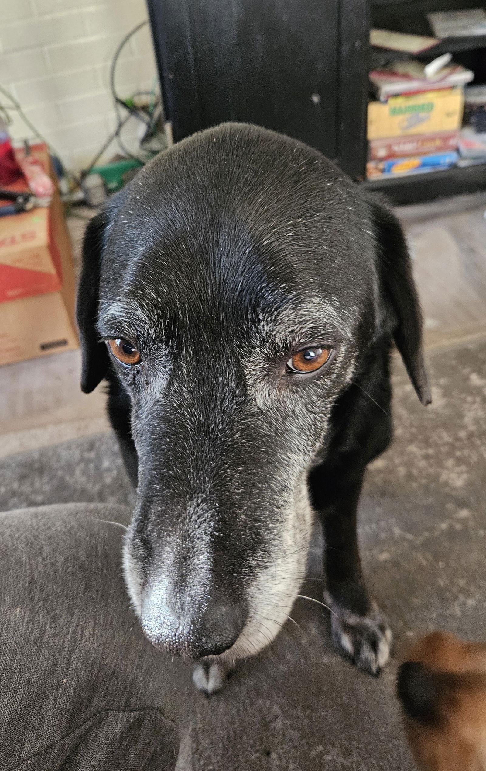 Kiefer, Adoptable, Adult Male Labrador Retriever.